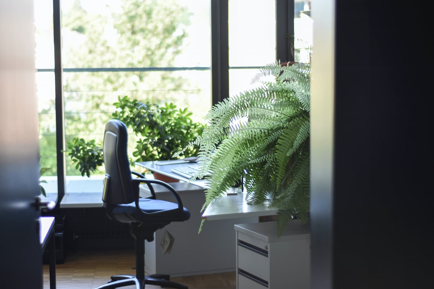 7 Plantas Perectas para tu Mesa de Oficina