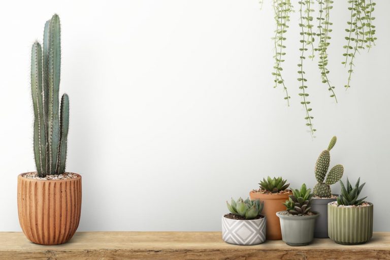 5 razones por las que debes tener un cactus en tu hogar